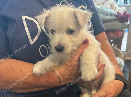 KC registered beautiful litter