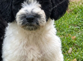 Hybrid sproodle pups