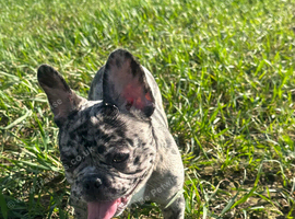 7 month old merle girl