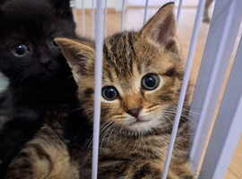 British Shorthair cross kittens