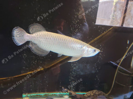 13 inch jardini arowana