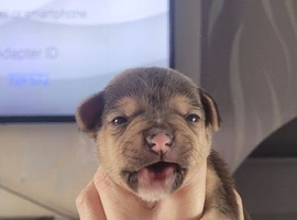 Frenchie cross Jack Russell pups for sale