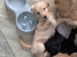 F1b labradoodles for sale
