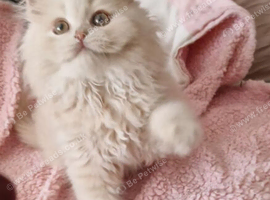 Beautiful friendly cat