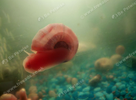 Mixed snails freshwater pink/blue Ramshorn, M trumpet, leopard, bladder, nerite more!!!