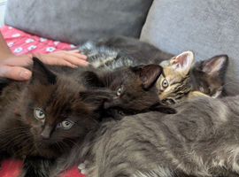 4 kittens for sale