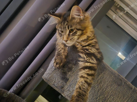 Male maine coon and kittens
