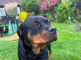 9 beautiful Rottweiler puppies for sale