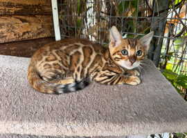 Beautiful Bengal kittens