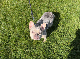 French bulldog bitch
