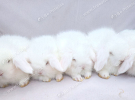 Teddywidder bunnies ready to go now