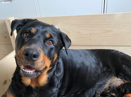 12 week gorgeous male