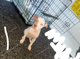 Female staffy for sale 9 weeks old