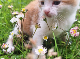 Kittens looking for their forever homes