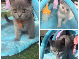 Scottish fold/blue british shorthair