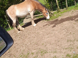 14.1 Welsh sec D