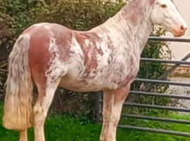 Show cob light weight hunter 15hh .