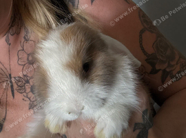 Beautiful baby rabbit