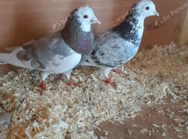 Pigeons