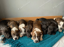 JAW-DROPPING POCKET BULLIES &ndash; IMPRESSIVE GENETICS & LOVING TEMPERAMENTS