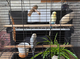Young budgies