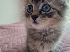 1 beautiful female grey tabby for their forever homes