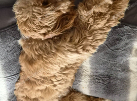 Female cockapoo
