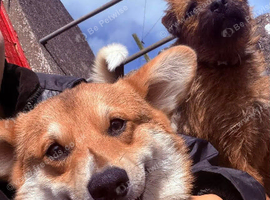 Corgi male and female must go together