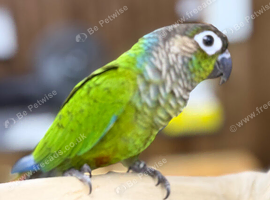 Green cheek conure