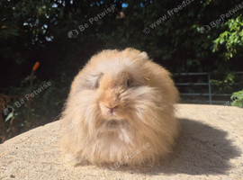 STUNNING MAXI FULL FACE ANGORA BABIES