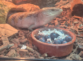 Northern blue tounge skink