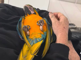 Very friendly Fully tame macaw 2 years old