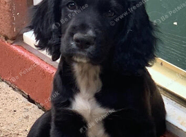 Well bred cocker spaniel pups &pound;400
