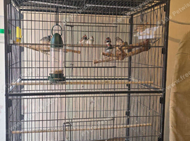 Zebra Finches and Budgies