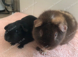 Retired Teddy Sow - Black Sow  & Tweed Boar