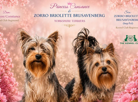 Pedigree KC registered Yorkshire terrier puppies