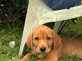 One Red fox boy labrador- KC reg, health tested parents