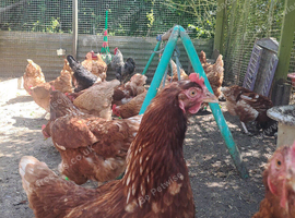 Brown laying hens