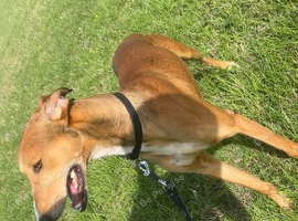 19 month old lurcher