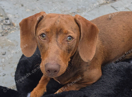 6 month old boy