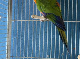 Male conure Glasgow