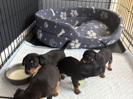 Puppies