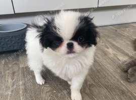 Beautiful Japanese chin puppies