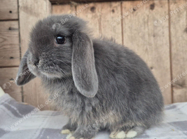 Blue otter mini lop girls.