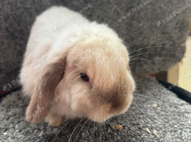 Chocolate point mini lop