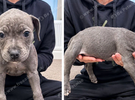 Beautiful blue pup 8 weeks old