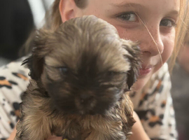Shih Tzu