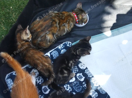 Kittens for sale