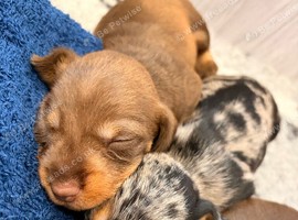 KC Reg Miniature Wire Hair Dachshund&rsquo;s