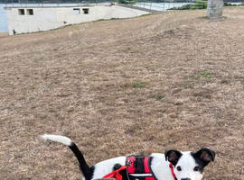 Male Border Collie Cross